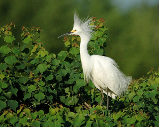 A snowy egret, a colonial wading bird that the pipeline must avoid during construction. Photo: Michael McCarthy / Flickr